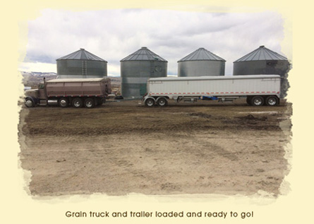 Grain Trucks Ready to go at Bos Hay and Grain